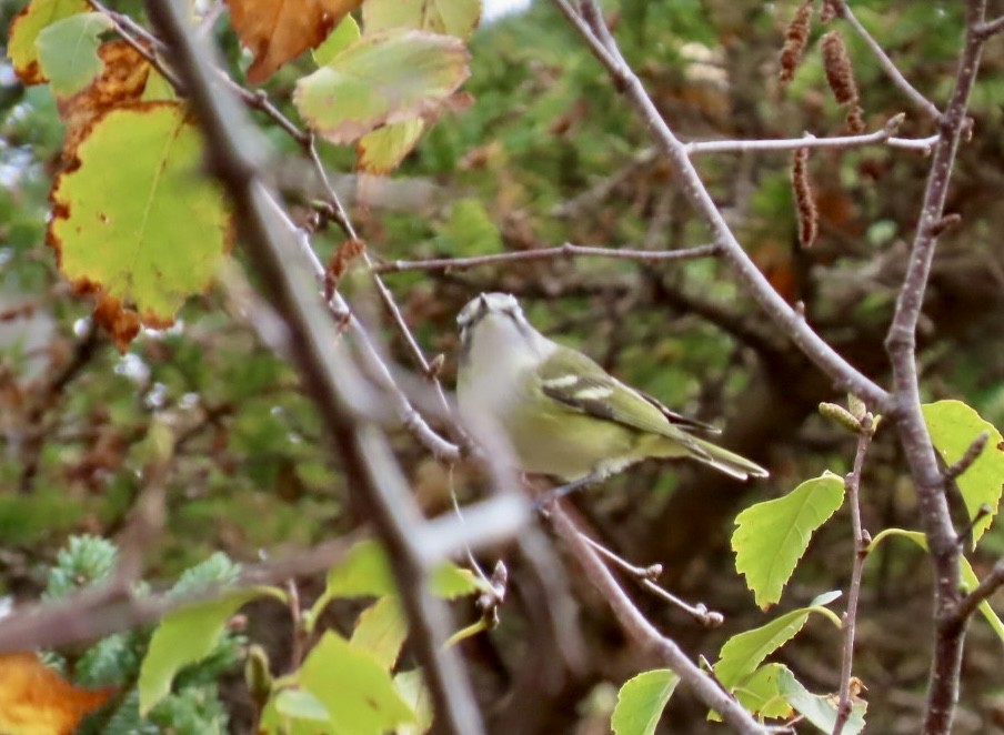 Blue-headed Vireo - ML643488412