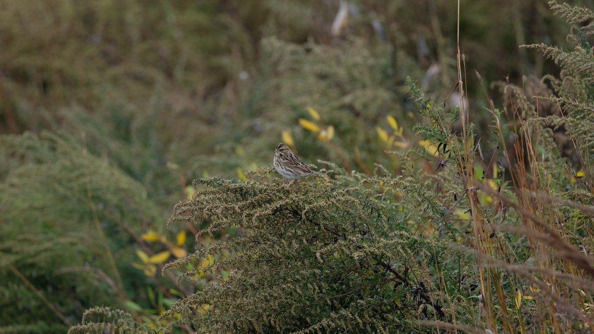 Savannah Sparrow - ML643488415