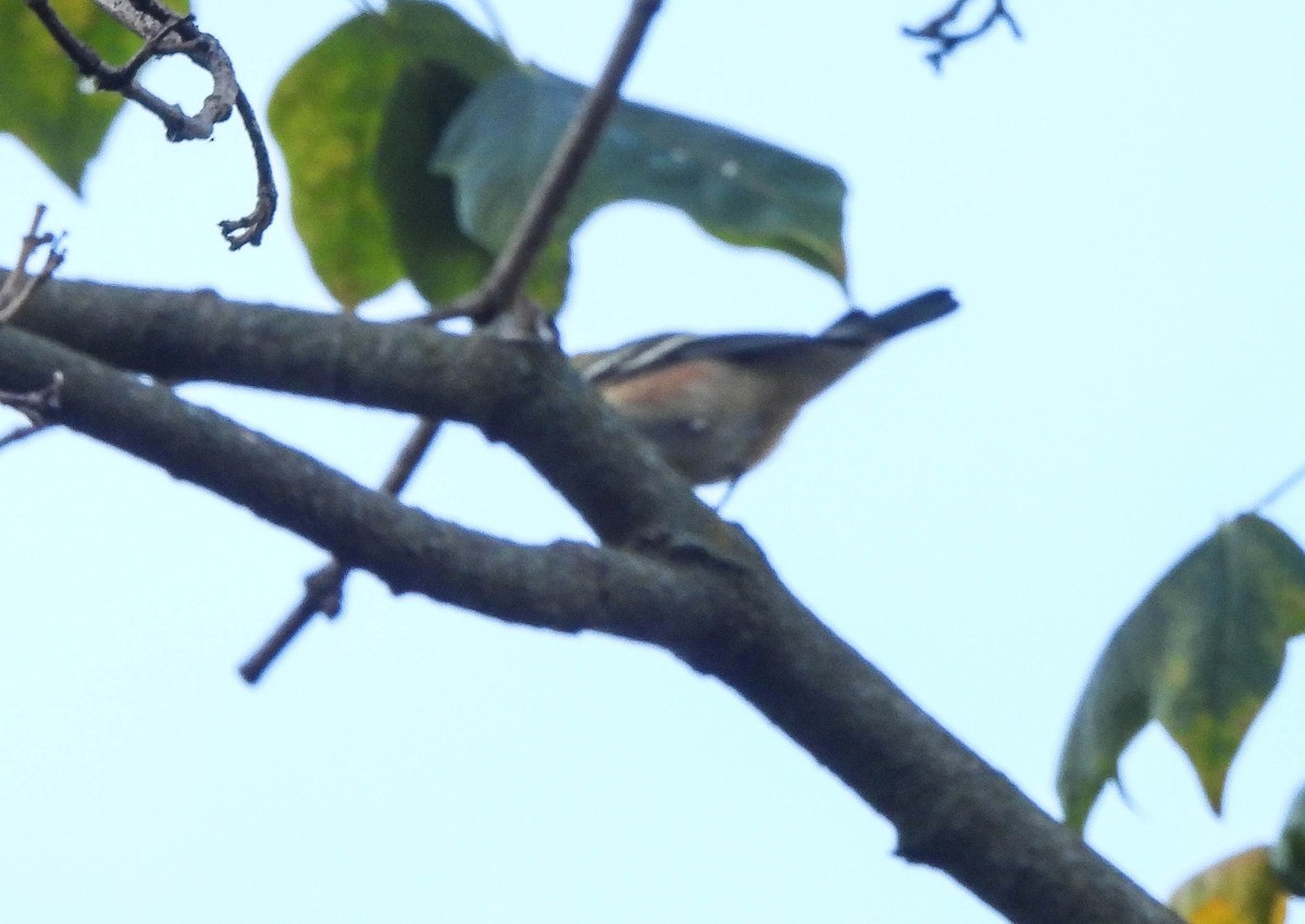 Bay-breasted Warbler - ML643488417