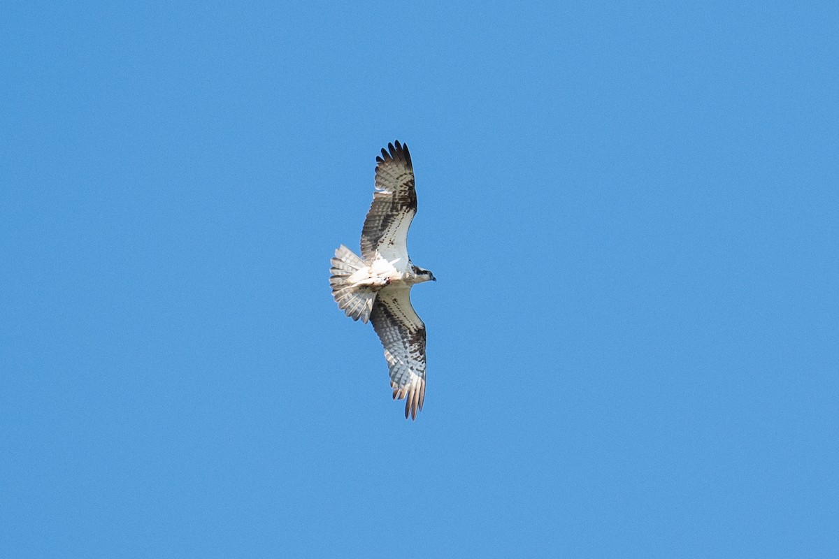 fiskeørn (haliaetus) - ML643488422