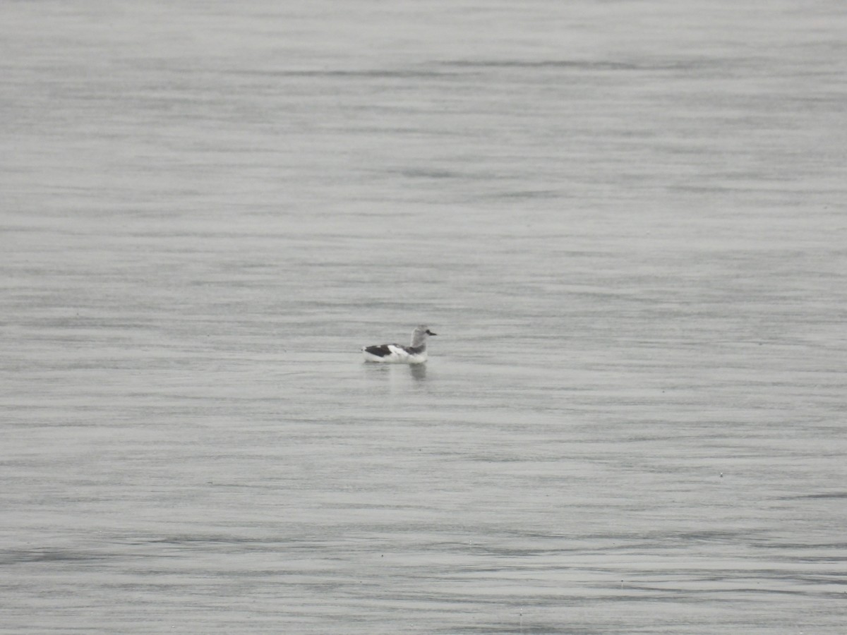 Pigeon Guillemot - ML643488426