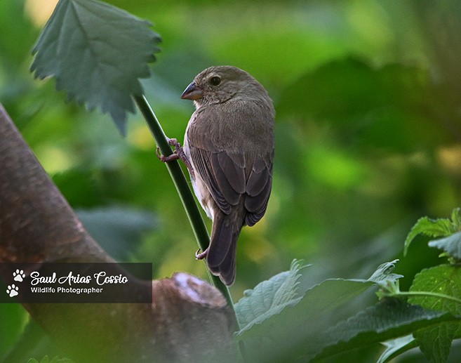 Dull-colored Grassquit - ML643488435