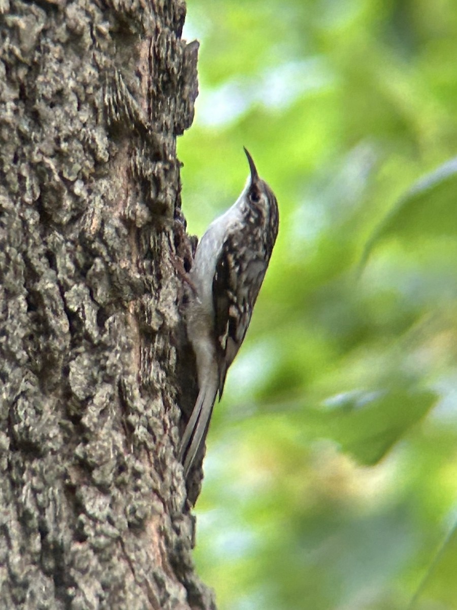 Brown Creeper - ML643488445