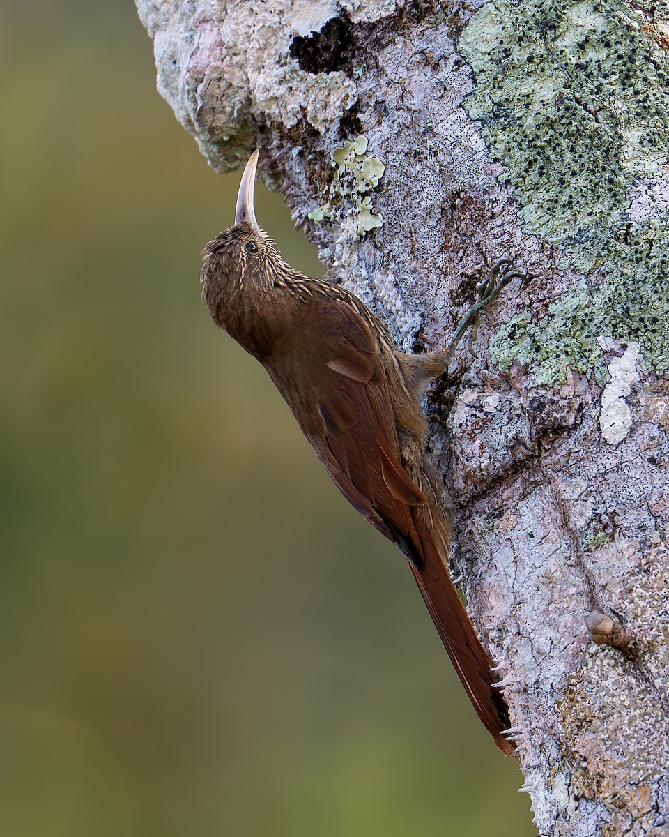 Inambari Woodcreeper - ML643488446