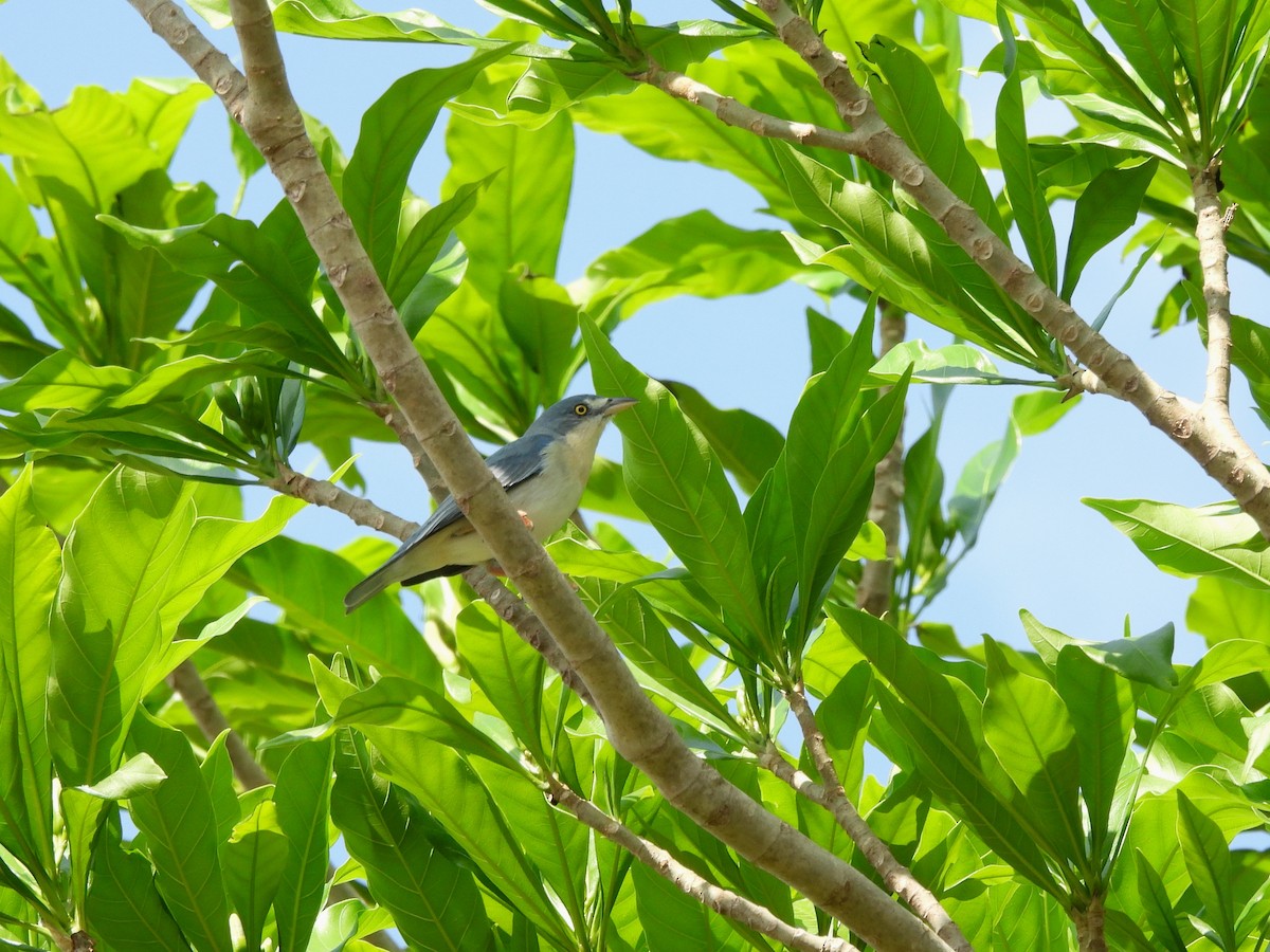 Hooded Tanager - ML643488447