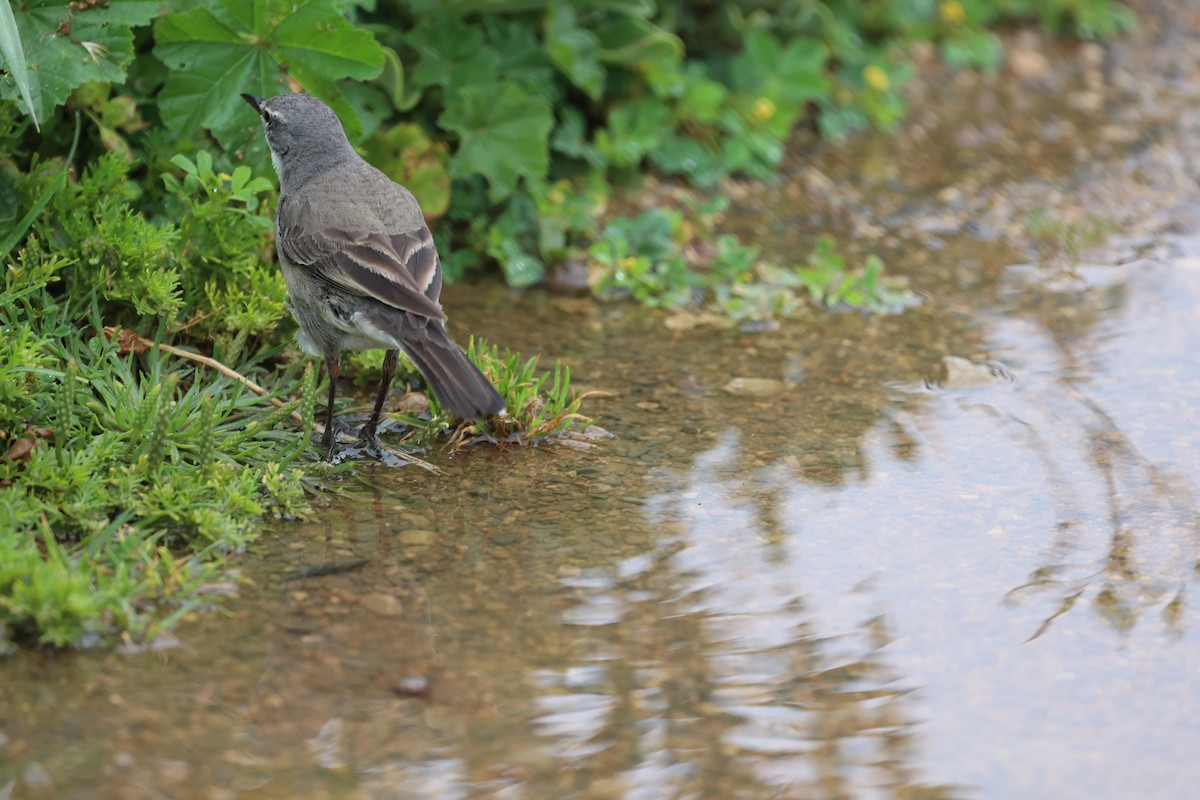 Cape Wagtail - ML643488450