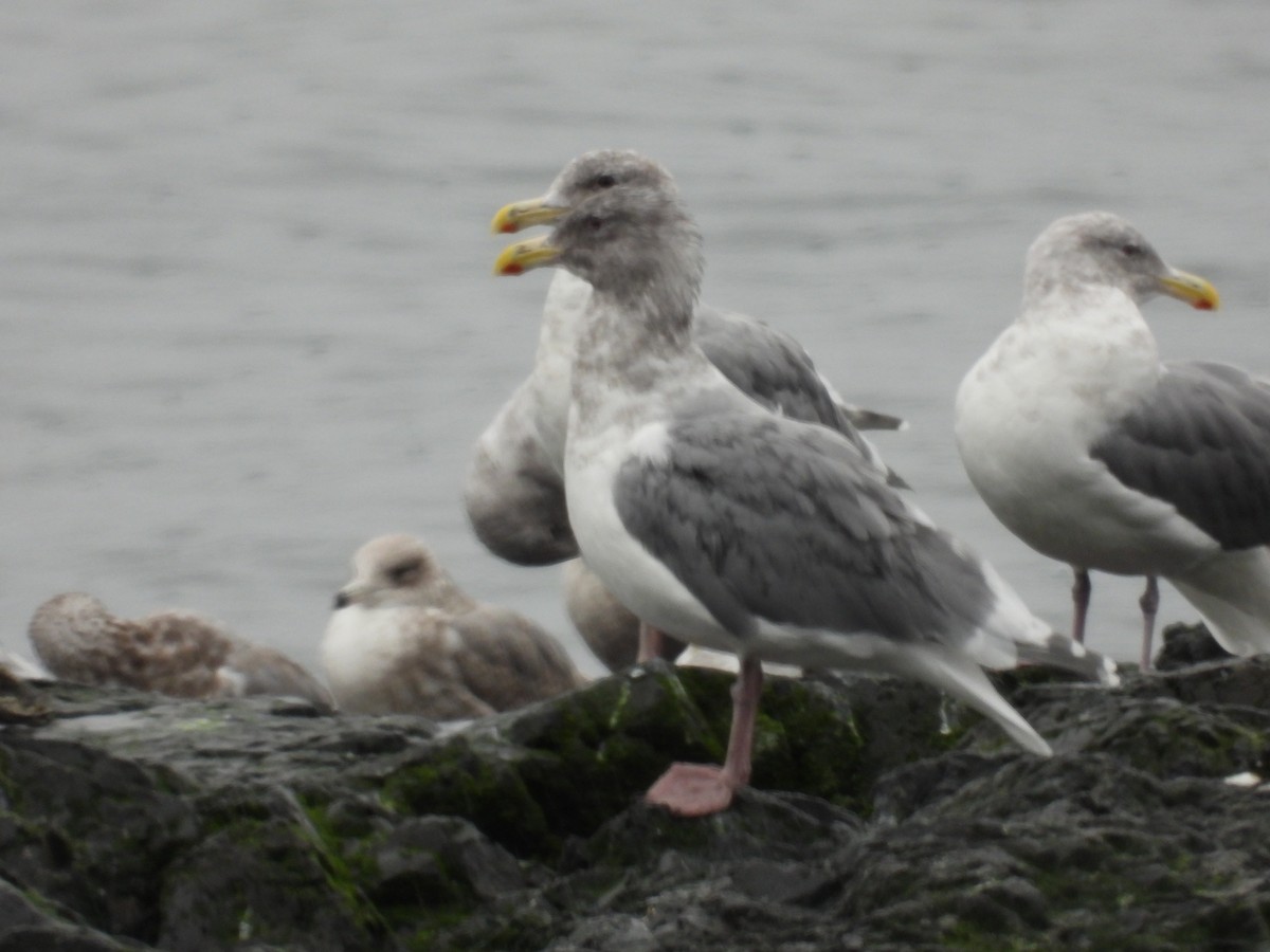 Glaucous-winged Gull - ML643488465