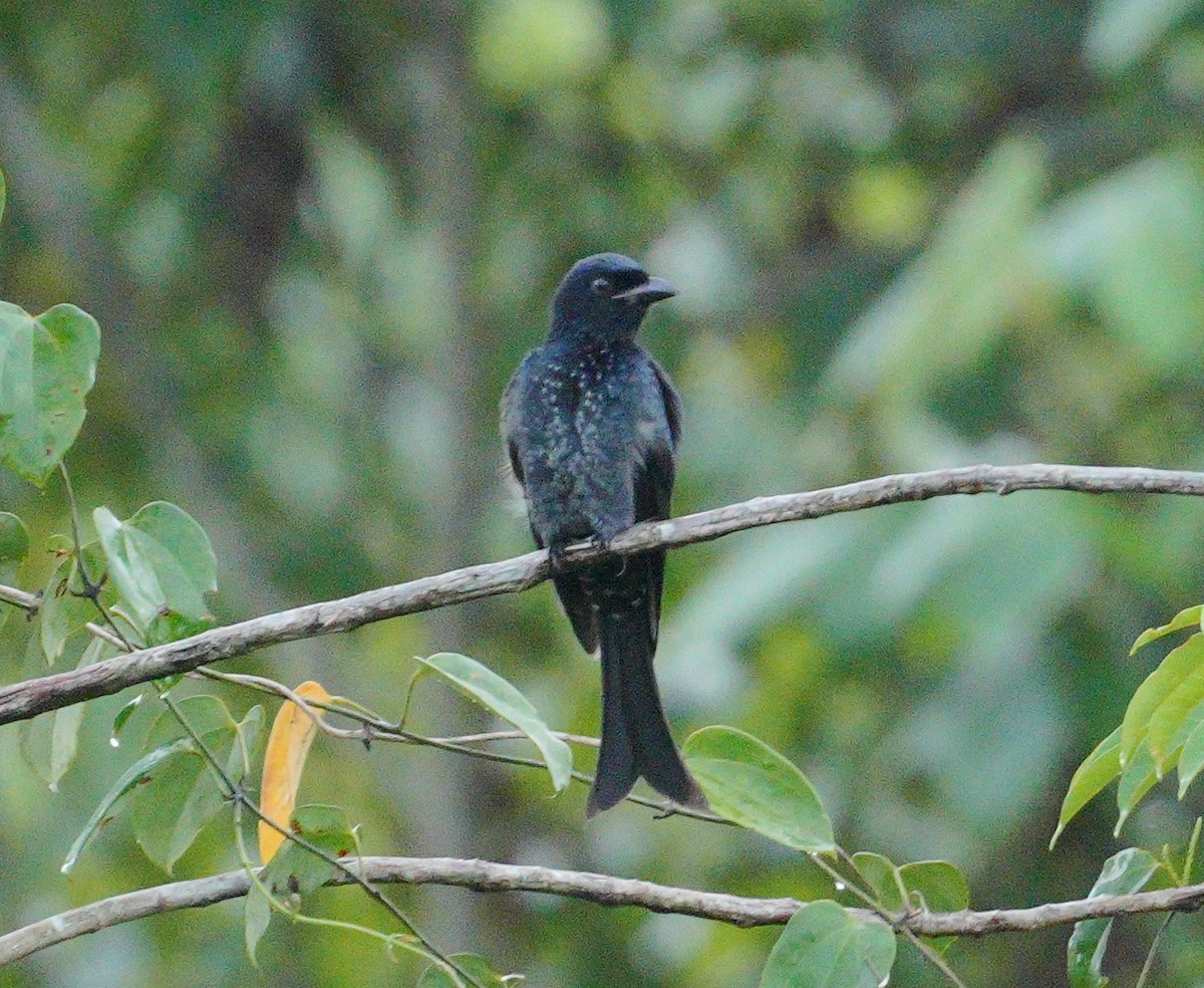 Crow-billed Drongo - ML643488468