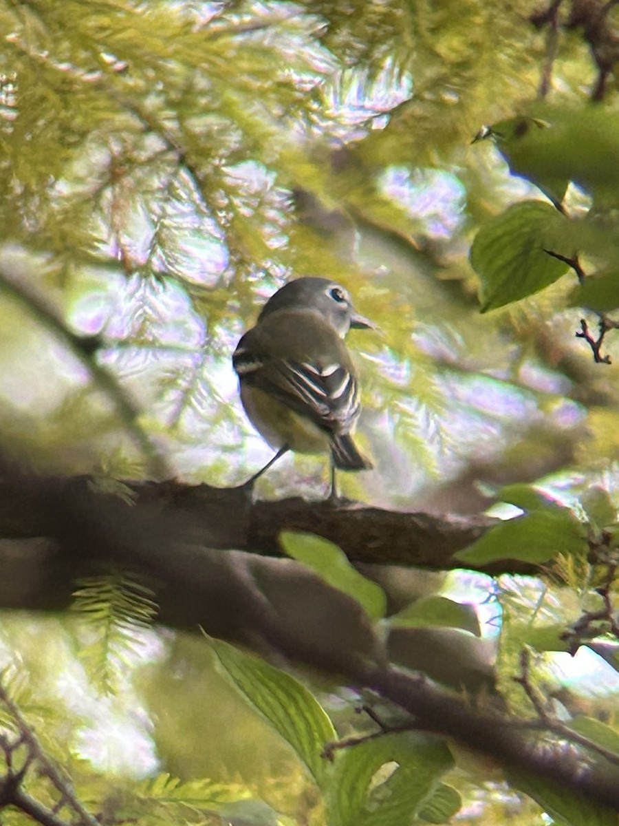 Blue-headed Vireo - ML643488470