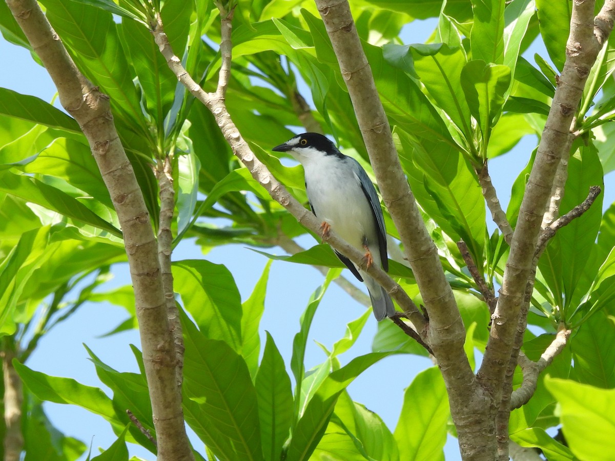 Hooded Tanager - ML643488476