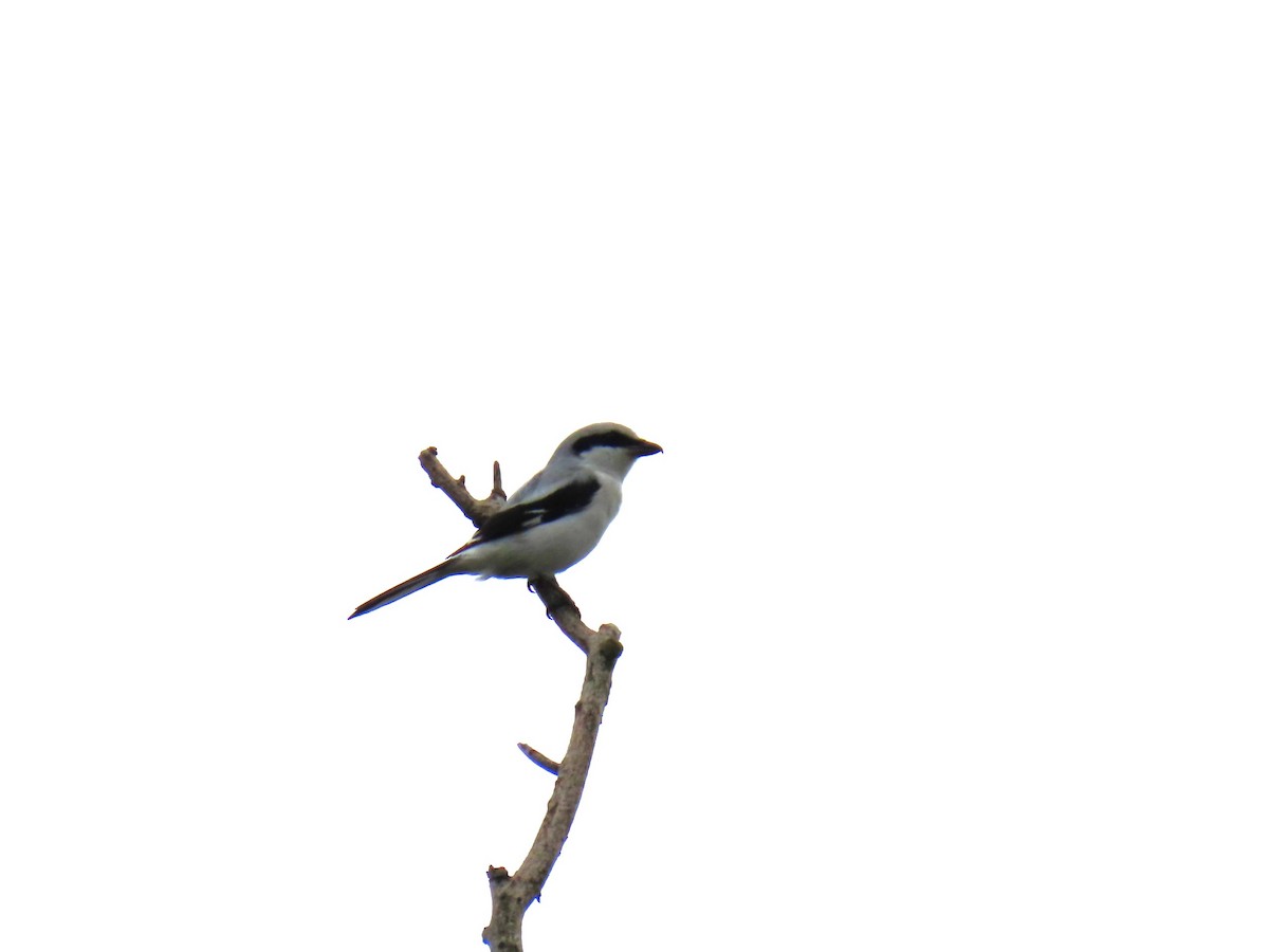 Great Gray Shrike - ML643488485
