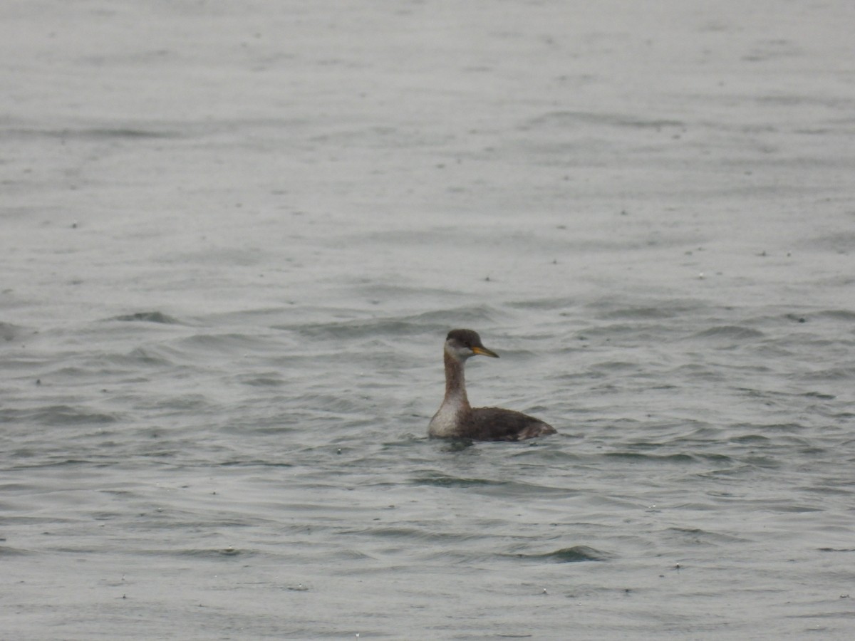 Red-necked Grebe - ML643488487