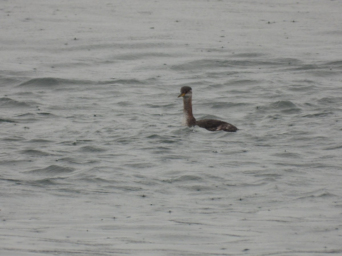 Red-necked Grebe - ML643488492