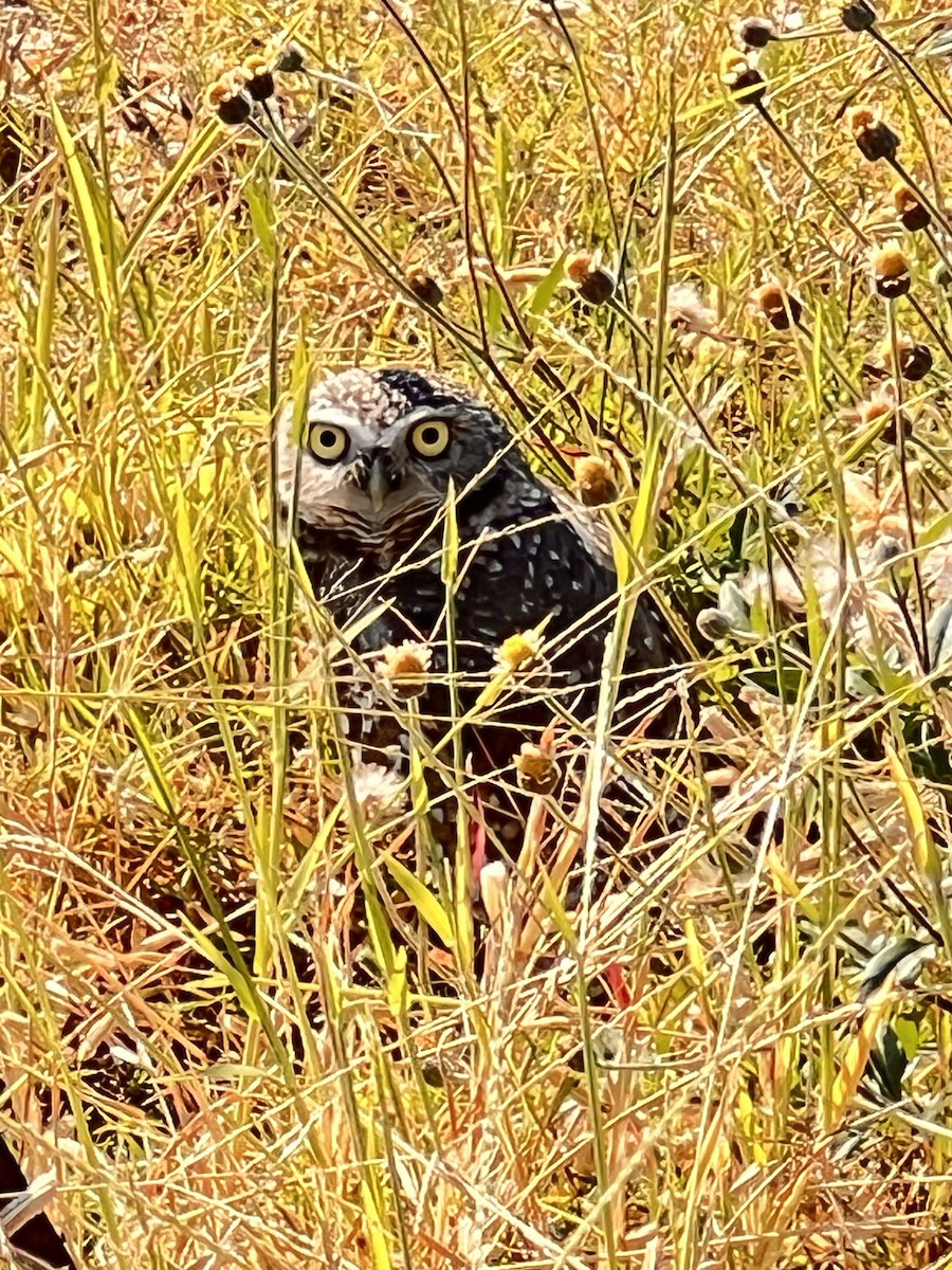 sýček králičí - ML643488506