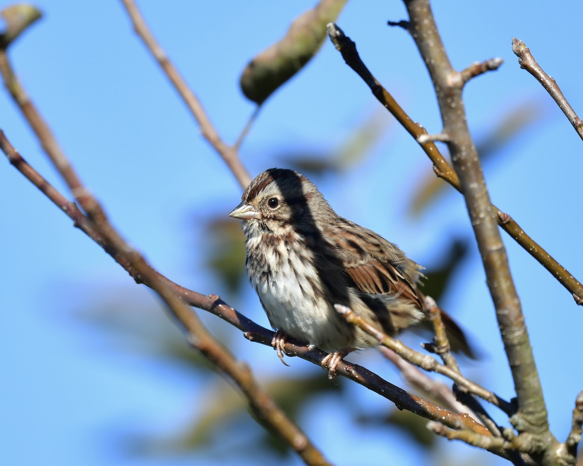 Song Sparrow - ML643488508