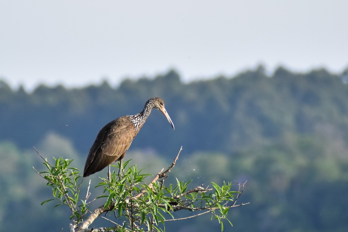 Limpkin - ML643488509