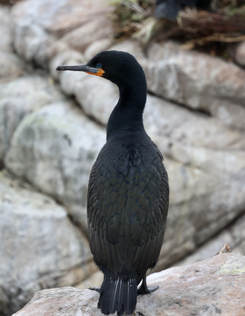 Cape Cormorant - ML643488512