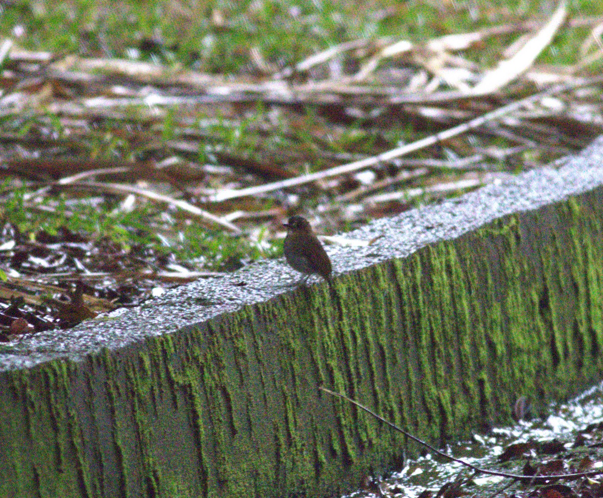 Eyebrowed Jungle Flycatcher - ML643488518