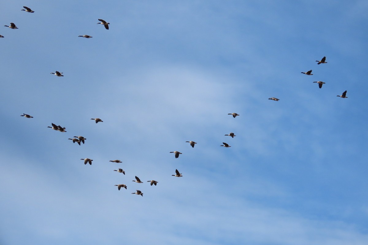 Branta kanadar handia - ML643488520