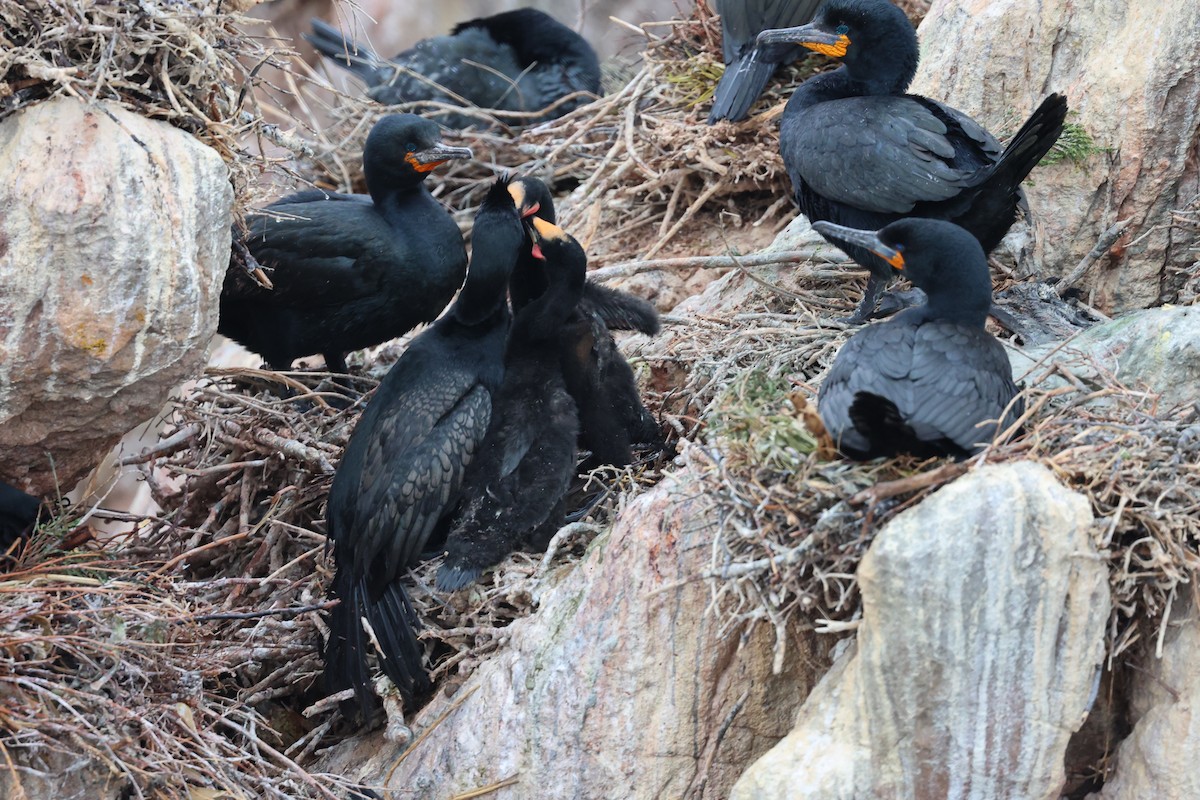Cape Cormorant - ML643488523