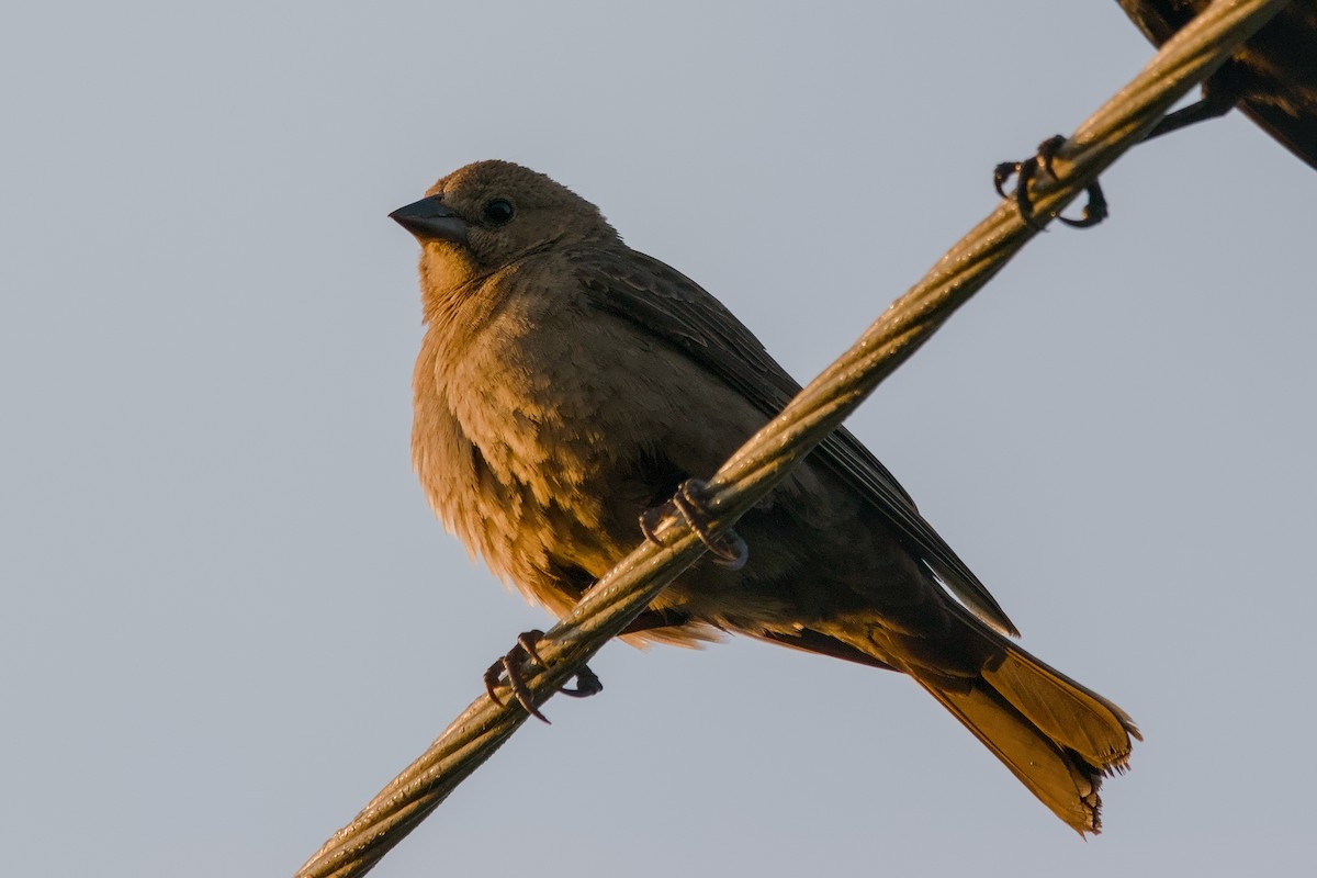 Brown-headed Cowbird - ML643488524