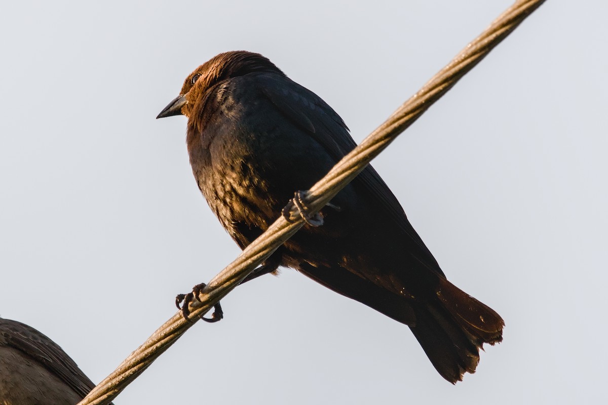 Brown-headed Cowbird - ML643488525