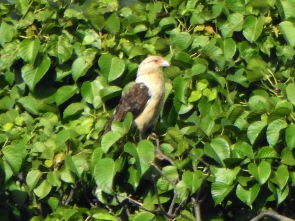 Yellow-headed Caracara - ML643488544