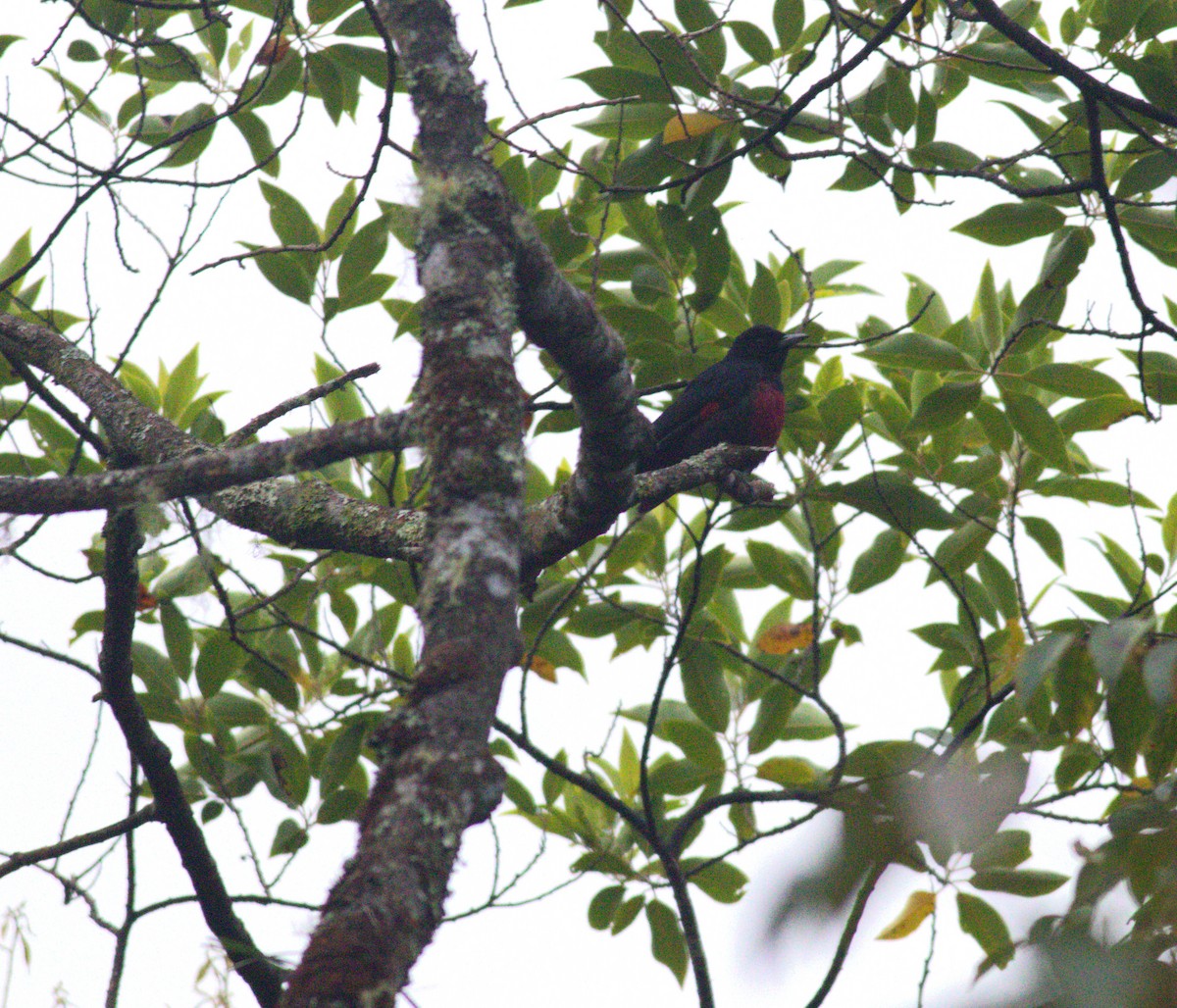Black-and-crimson Oriole - ML643488545