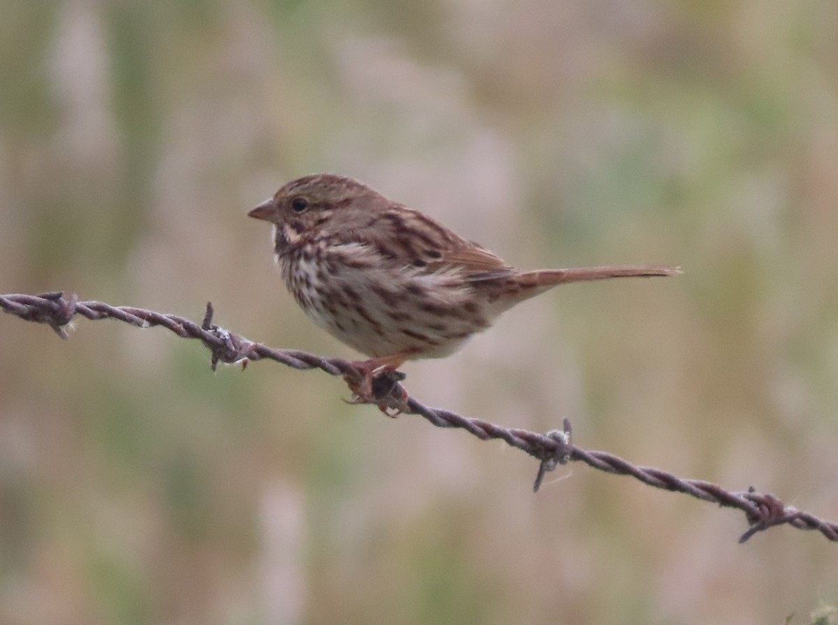 Song Sparrow - ML643488555