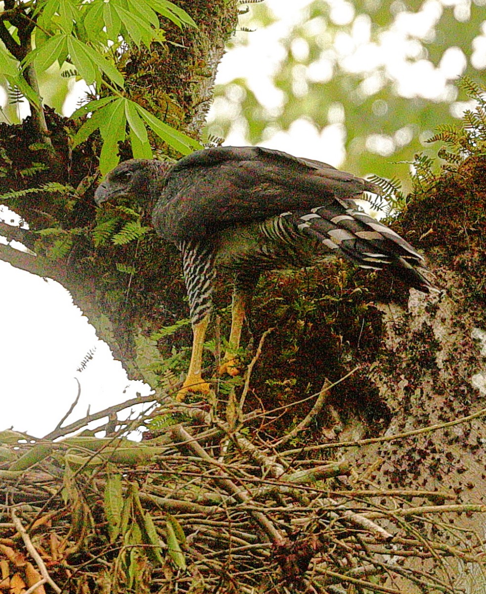 Crested Eagle - ML643488556