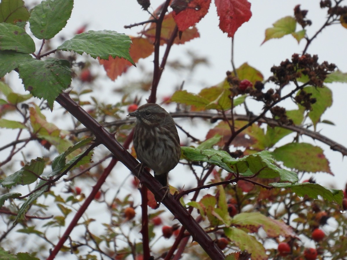 Song Sparrow - ML643488559