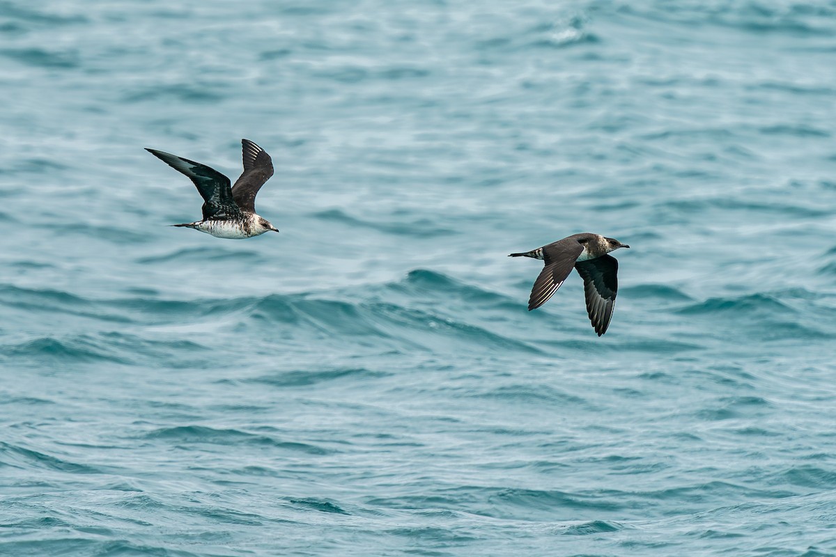 クロトウゾクカモメ - ML643488567