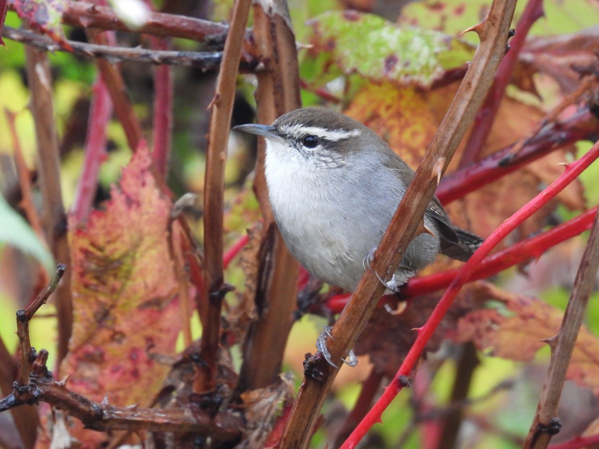 Bewick's Wren - ML643488596