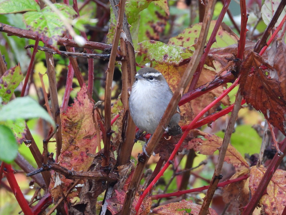 Bewick's Wren - ML643488604