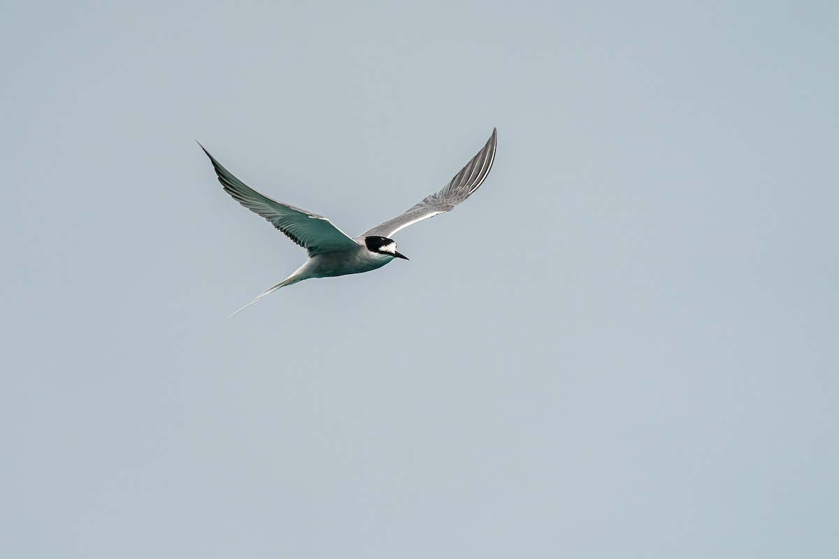 Aleutian Tern - ML643488610