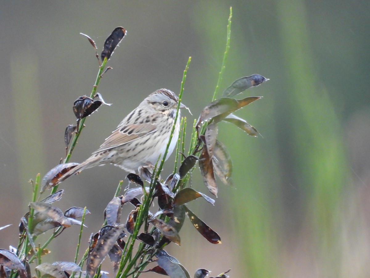 Lincoln's Sparrow - ML643488616