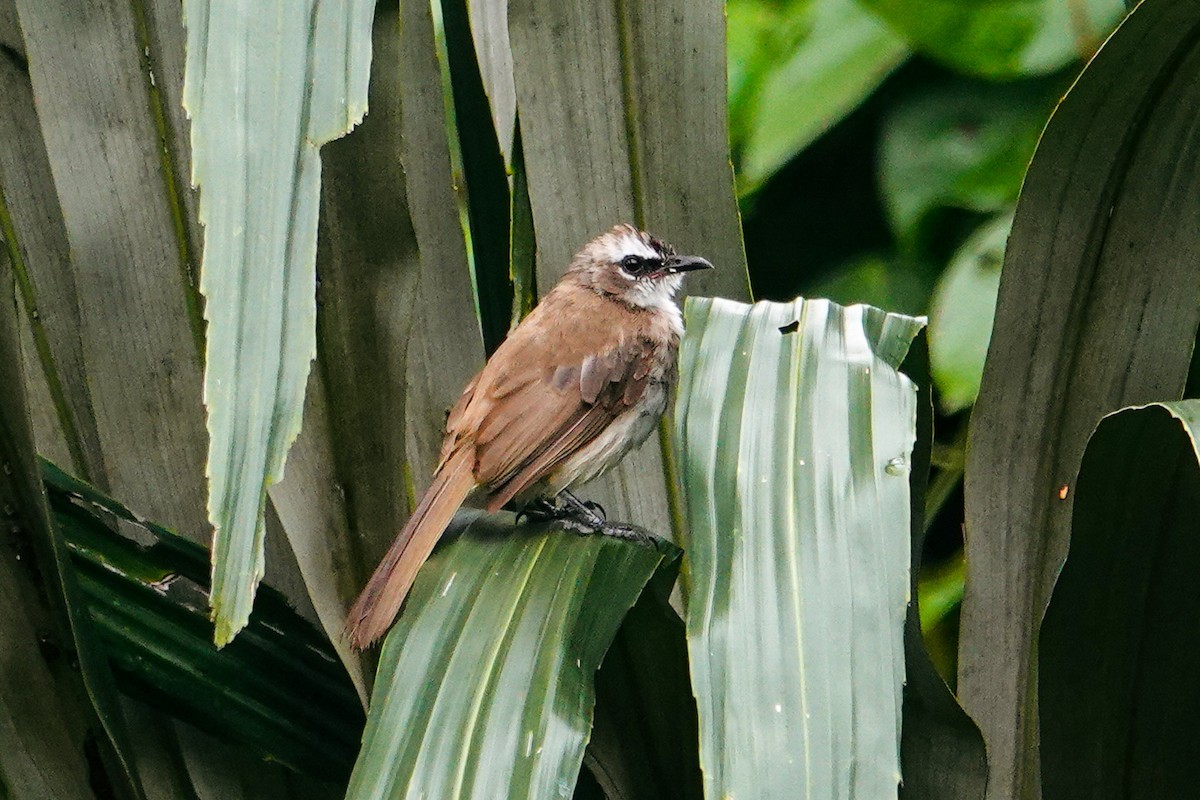 Yellow-vented Bulbul - ML643488622