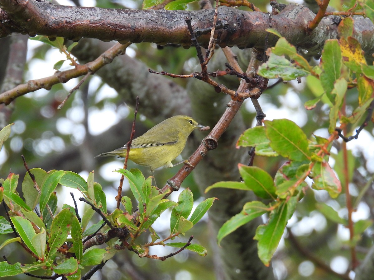 Orange-crowned Warbler - ML643488623