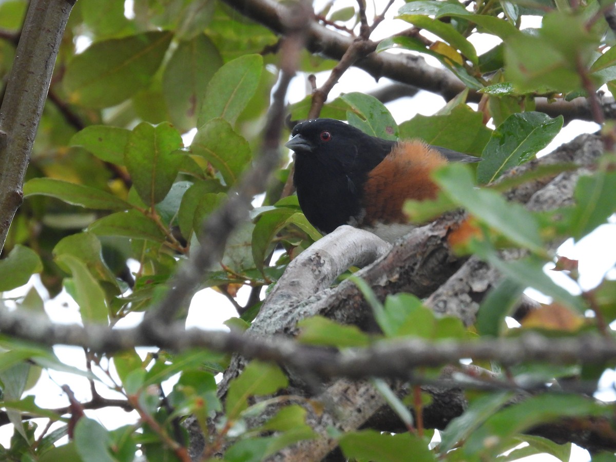 Spotted Towhee - ML643488627