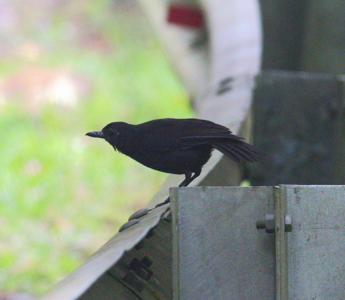 Bornean Whistling-Thrush - ML643488633