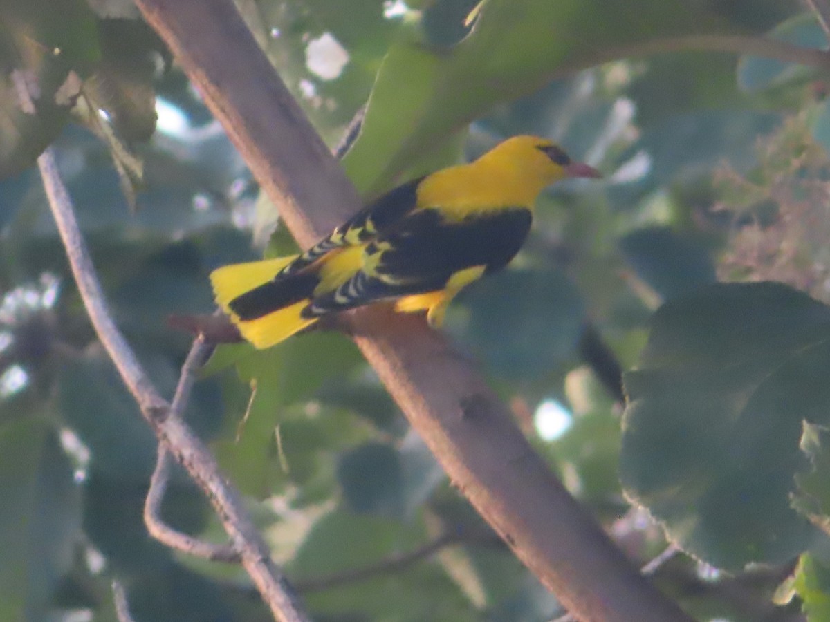 Indian Golden Oriole - ML643488635