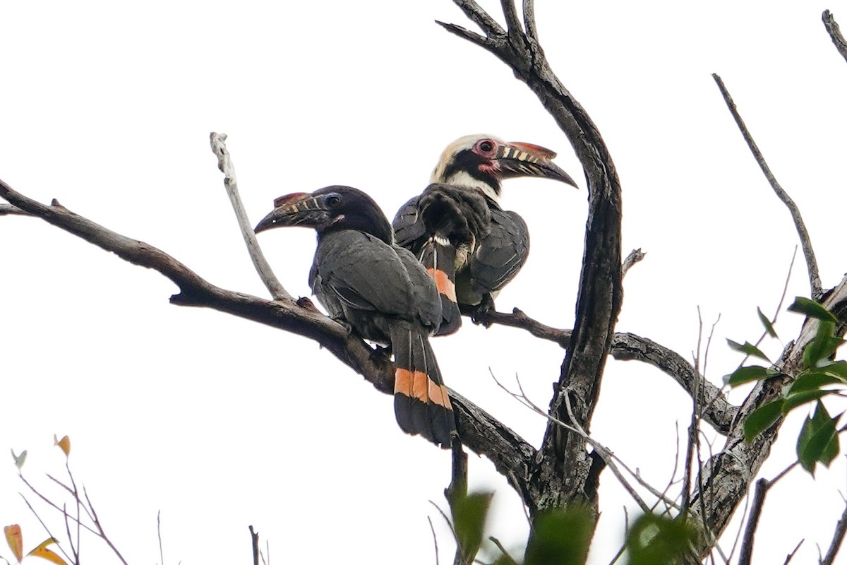 Luzon Hornbill - ML643488636