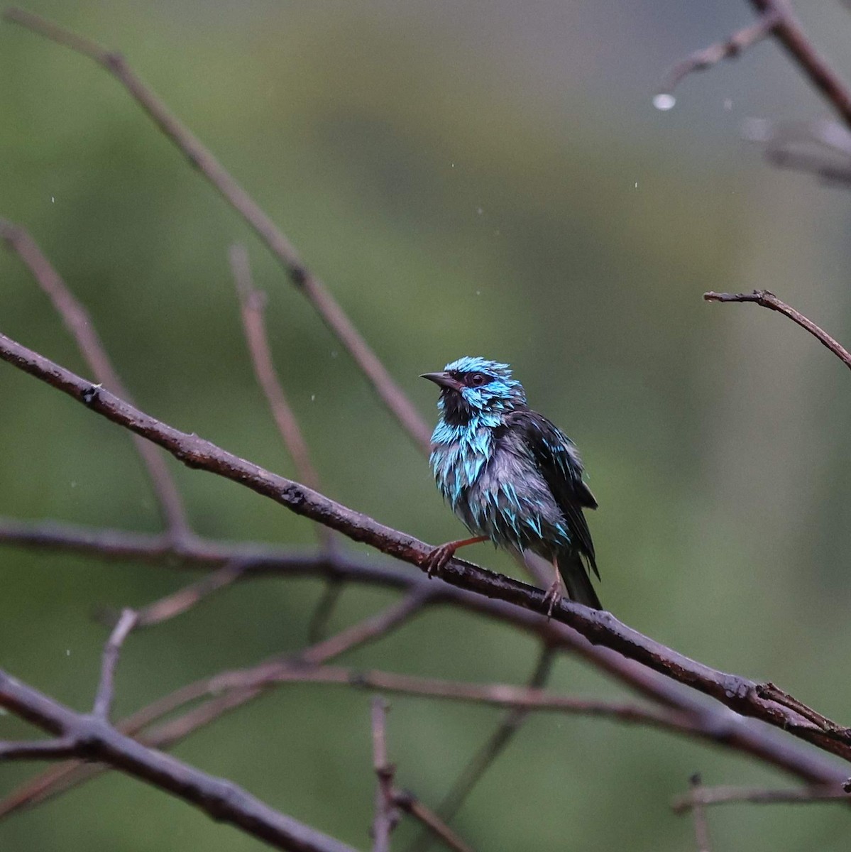 Blue Dacnis - ML643488640