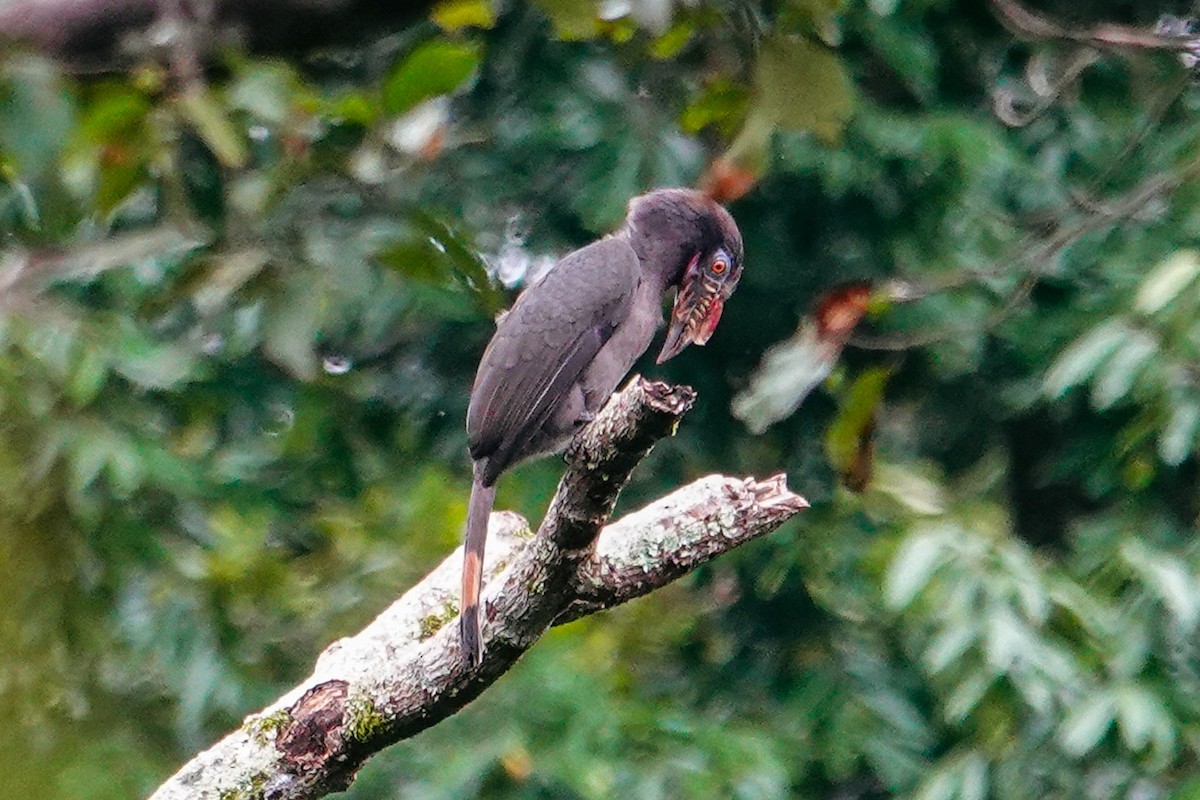 Luzon Hornbill - ML643488644