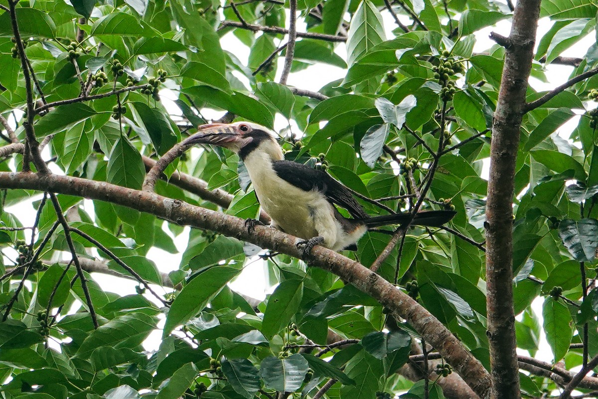 Luzon Hornbill - ML643488645