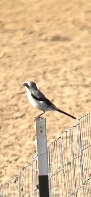 ťuhýk americký - ML643488647