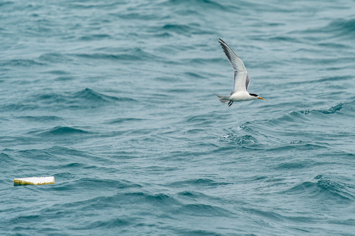 オオアジサシ - ML643488653