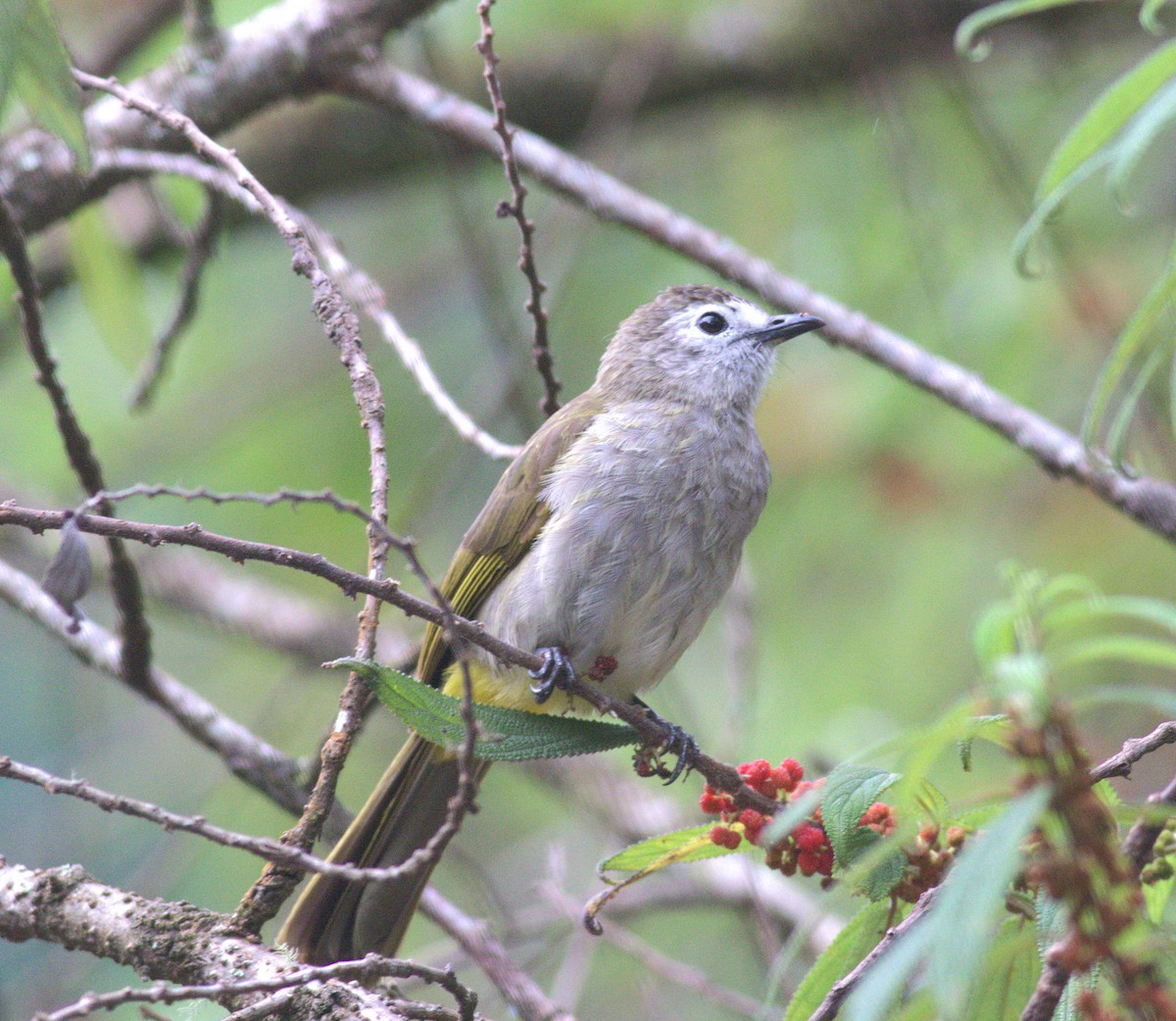 Pale-faced Bulbul - ML643488655