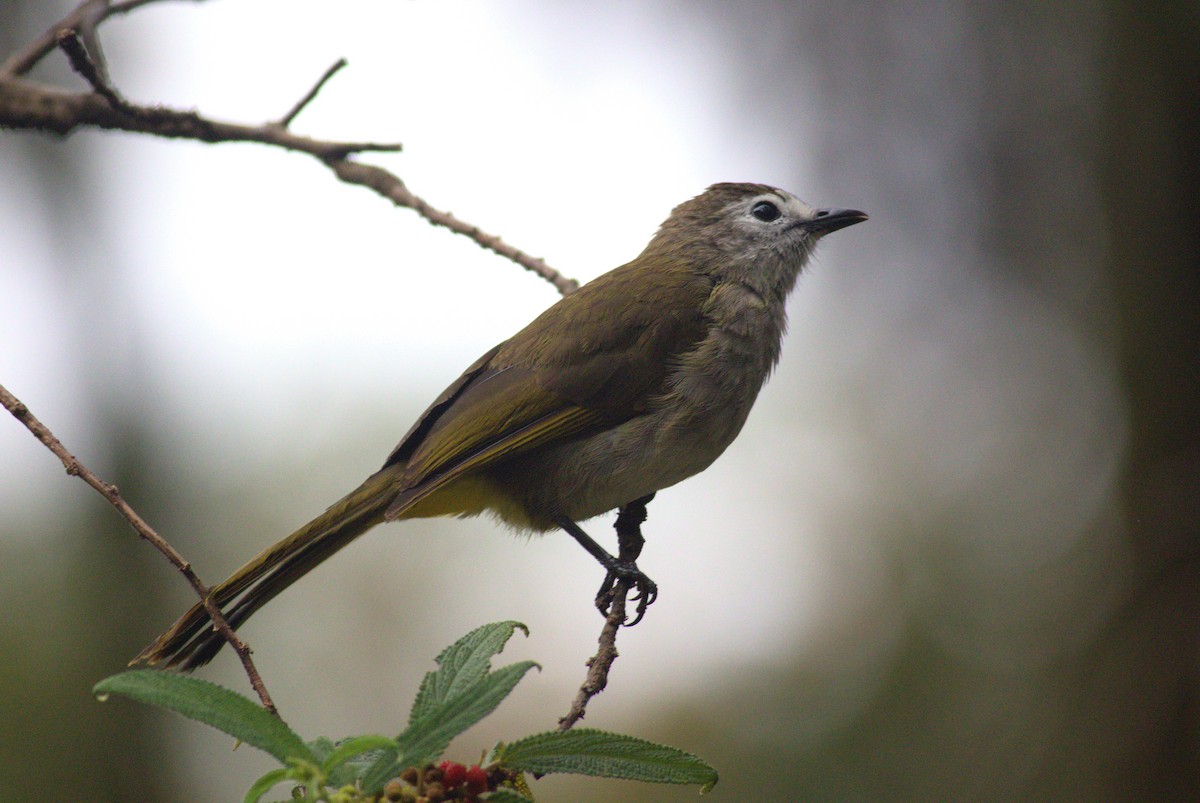 Pale-faced Bulbul - ML643488656