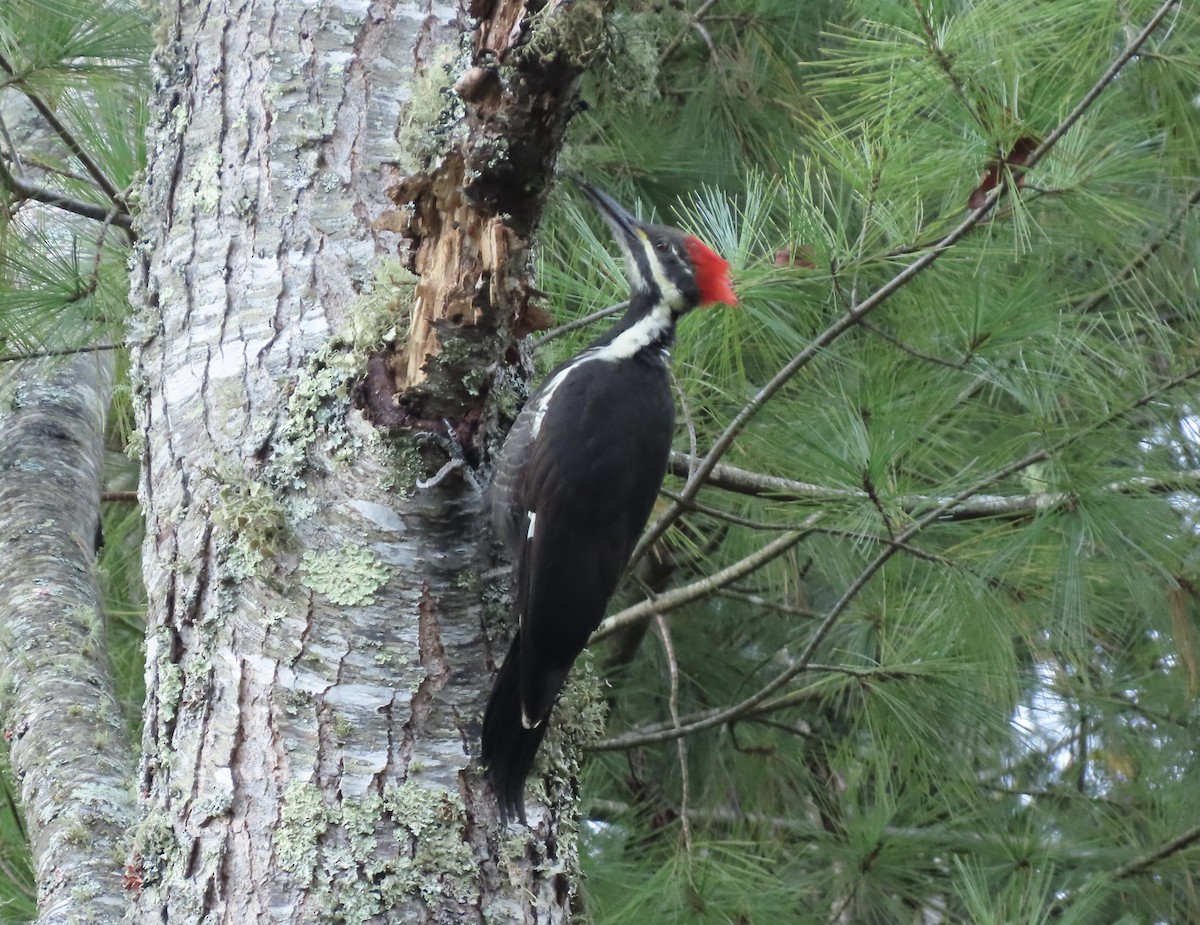 Pileated Woodpecker - ML643488660